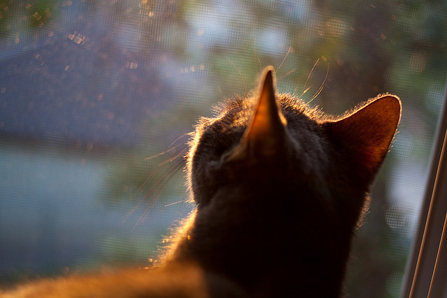 _自行车穿越古城：文化与运动结合的新模式_，长途穿越自行车