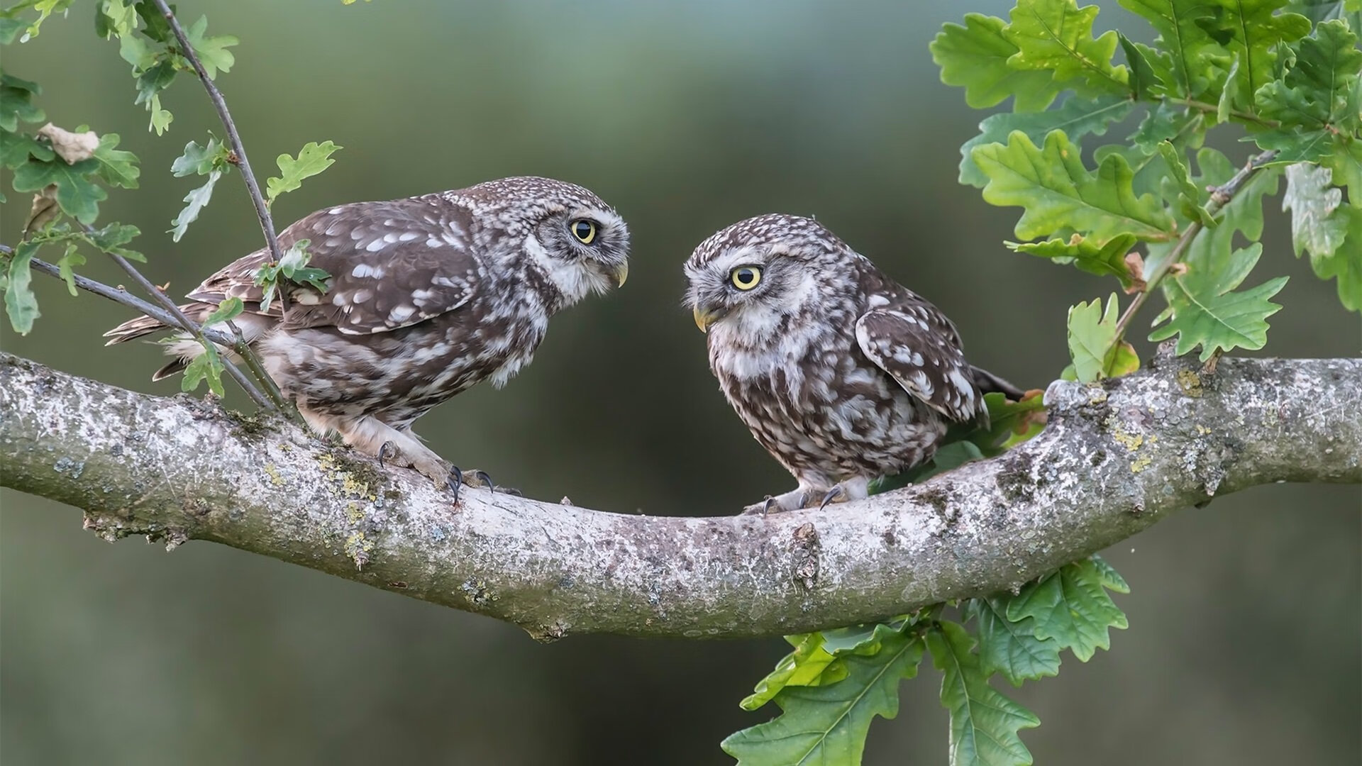 _运动员简介:从新秀到传奇的奋斗历程_,运动员介绍