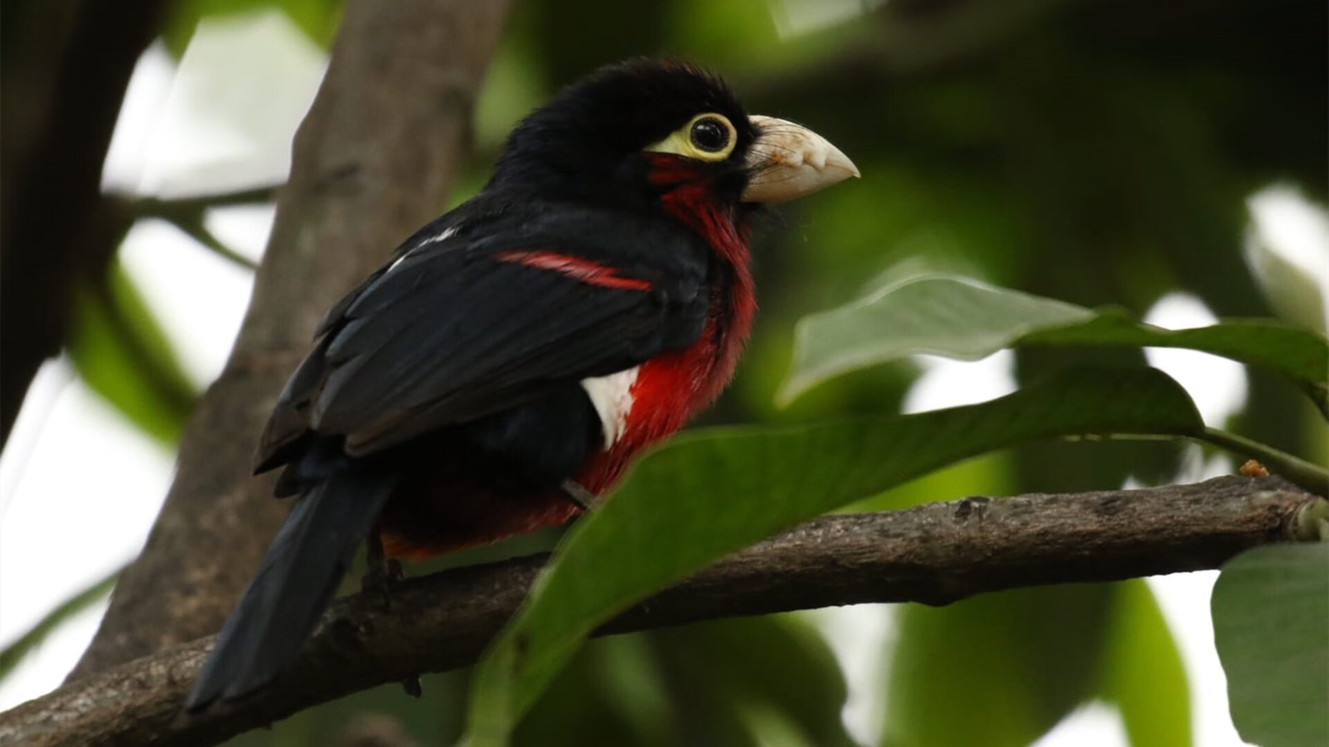 “火箭队交易传闻再起，哈登或将离队”，火箭队正式提出哈登交易方案