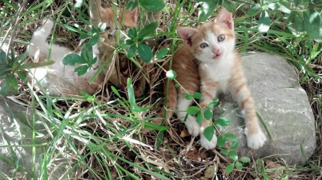 “策略大师：赛前布局的巧妙决胜”