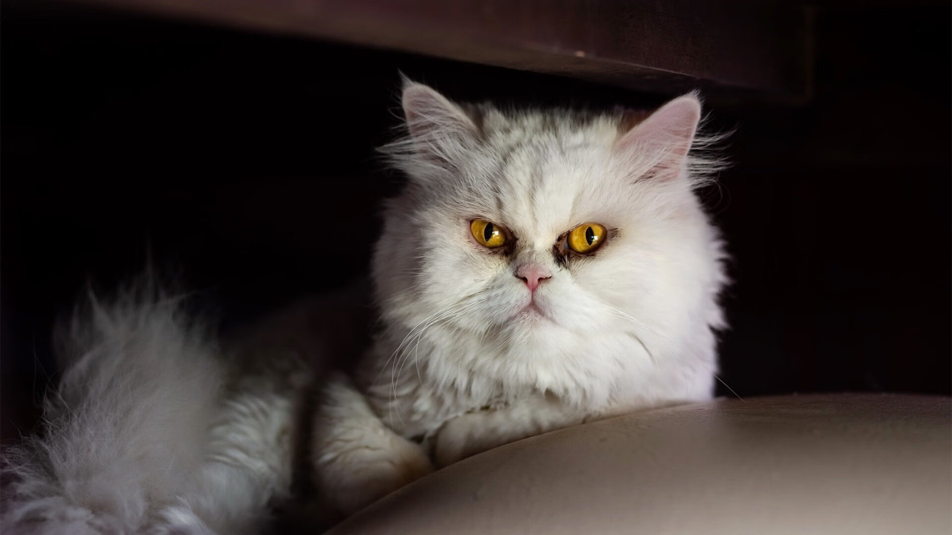 开云体育-“荒漠流星：沙丘上的极速追逐”，沙漠流沙