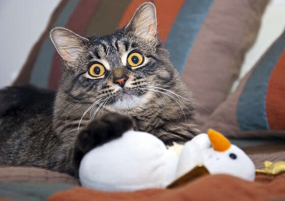 《Valorant全球先锋赛,英雄们的巅峰对决》,valorant冠军赛