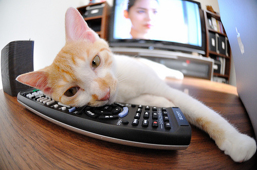 kaiyun网站-世界跳水系列赛：中国队“梦之队”表现惊艳，中国跳水梦之队奖牌