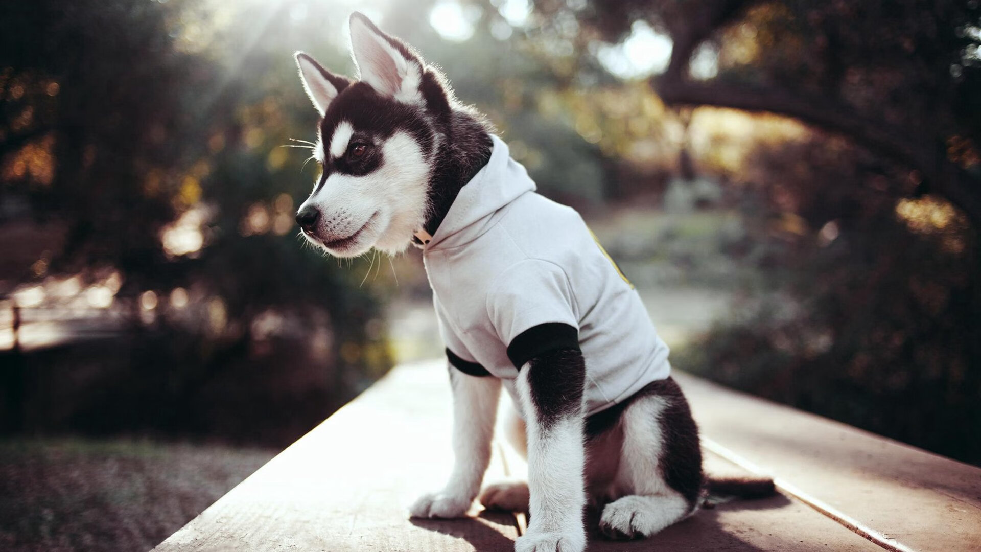 冠军争夺战：谁能成为今年的黑马？，冠军争夺战[综运动]