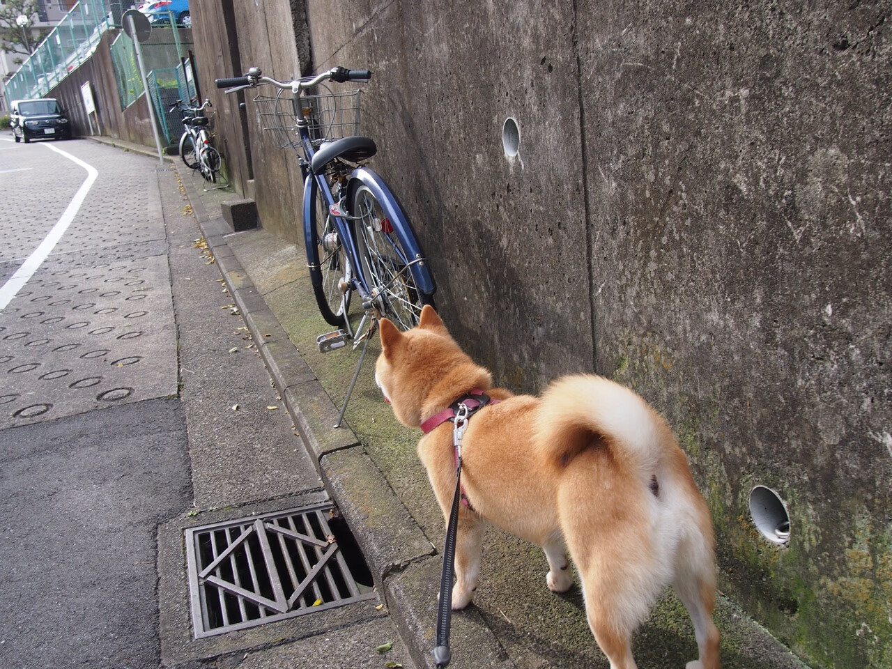开云中国大陆-在一次比赛中，他用“完美”挡拆配合助攻队友扣篮，赢得全场掌声！