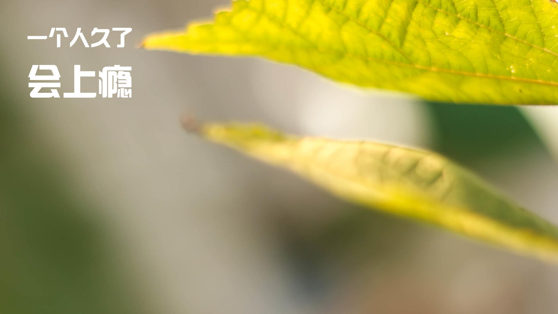 费兰·托雷斯闪耀，皇马稳居西甲第一，费兰·托雷斯集锦