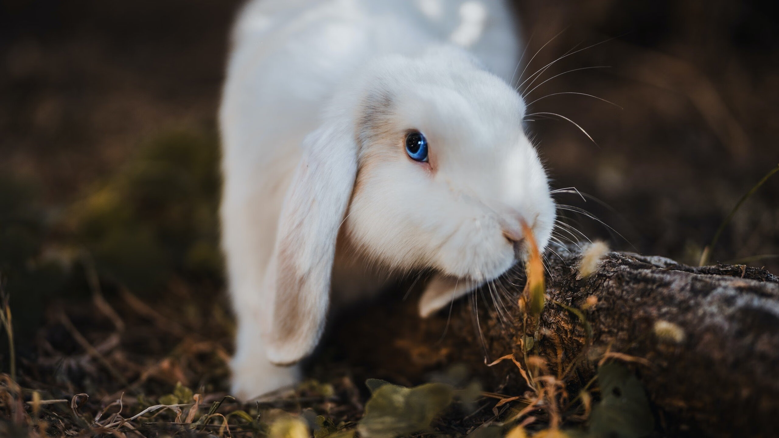 足球赛事直播技术升级支持4K高清信号,足球直播画面