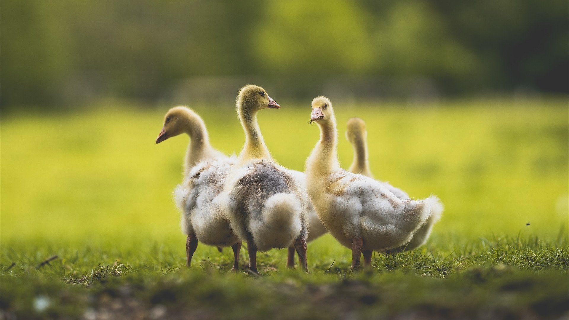 kaiyun网站-青少年足球“第二课堂”体系建设全面开启，素质教育融合发展，青少年足球教学