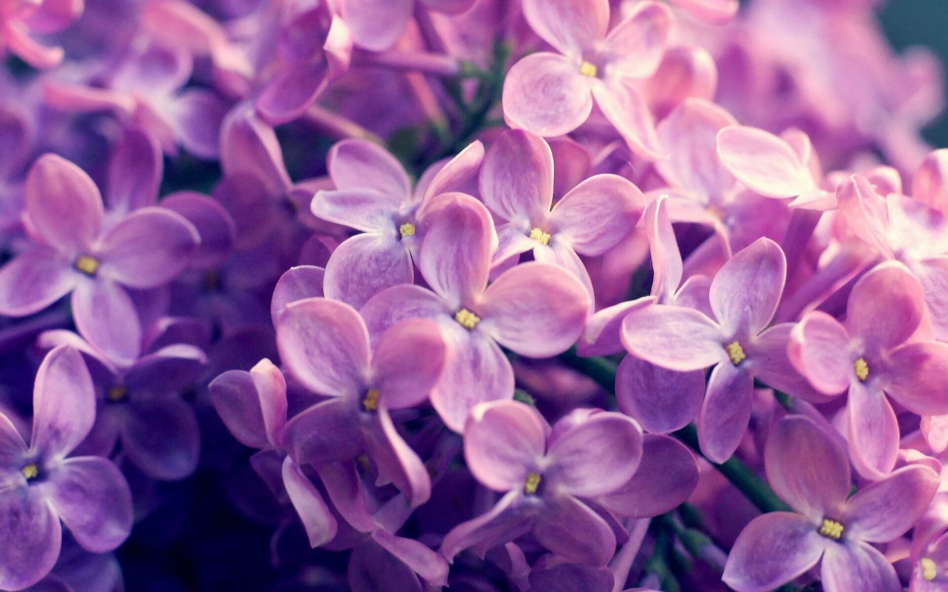 尤文图斯连续胜利，将冠军希望继续延续！，尤文图斯失去冠军