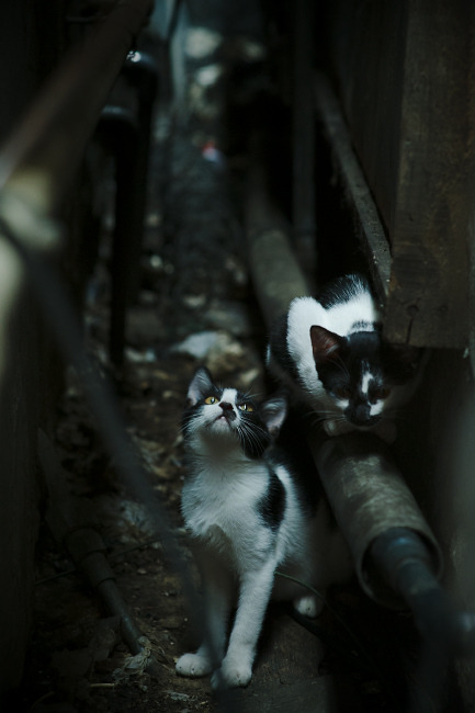 开云kaiyun-意大利大胜瑞士，贝拉尔迪表现抢眼，意大利让胜瑞士