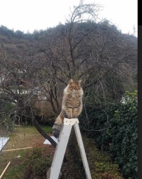 kaiyun体育app-维达德卡萨布兰卡球员获选国际赛事最佳球员，卡萨布兰卡 经典