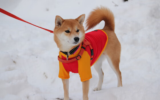 足球场馆维护管理是否专业,足球场维护成本
