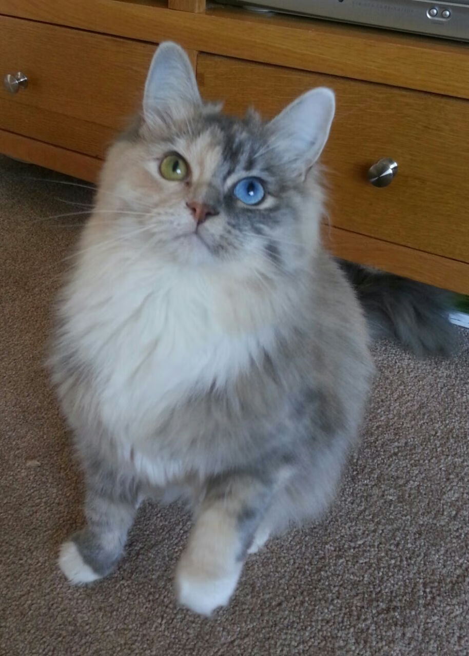 韩国半导体出口再创新高,韩国半导体行业现状