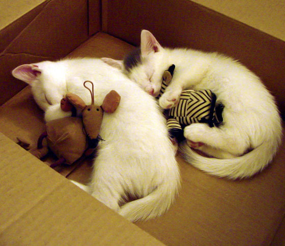 kaiyun中国官方网站-体育赛事品牌传播创新模式，体育赛事营销传播