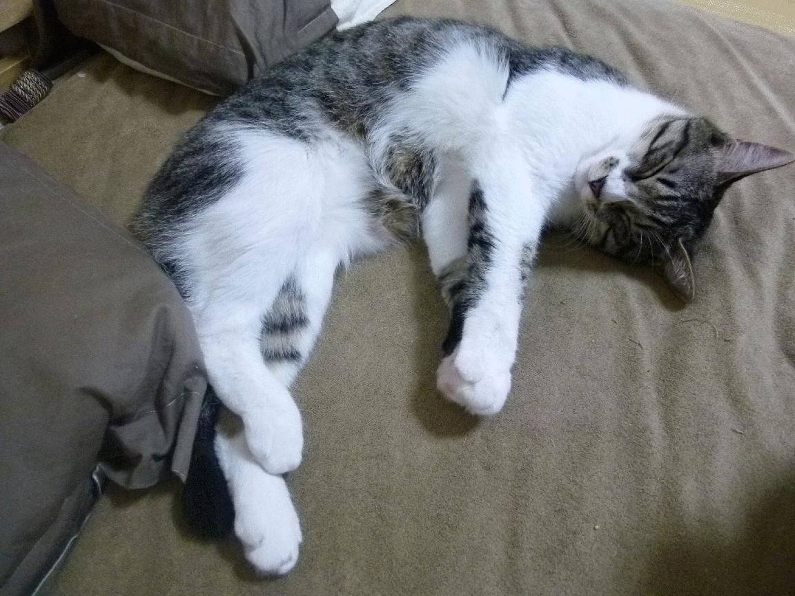 未来足球：虚拟现实打造沉浸式比赛体验，未来足球游戏