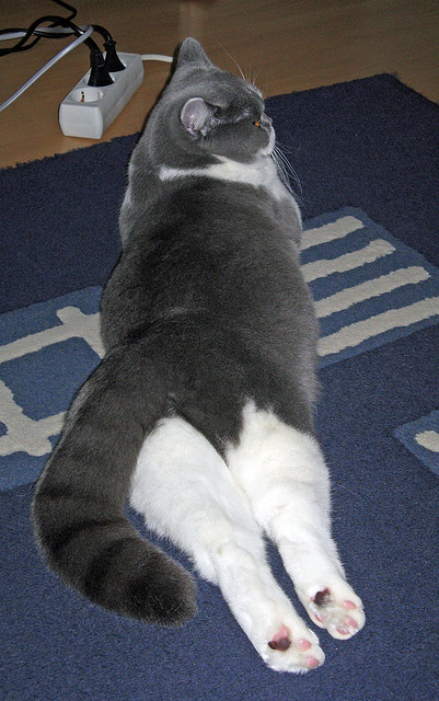 校园体育活动促进学生创新能力培养研究，学校体育活动的创新