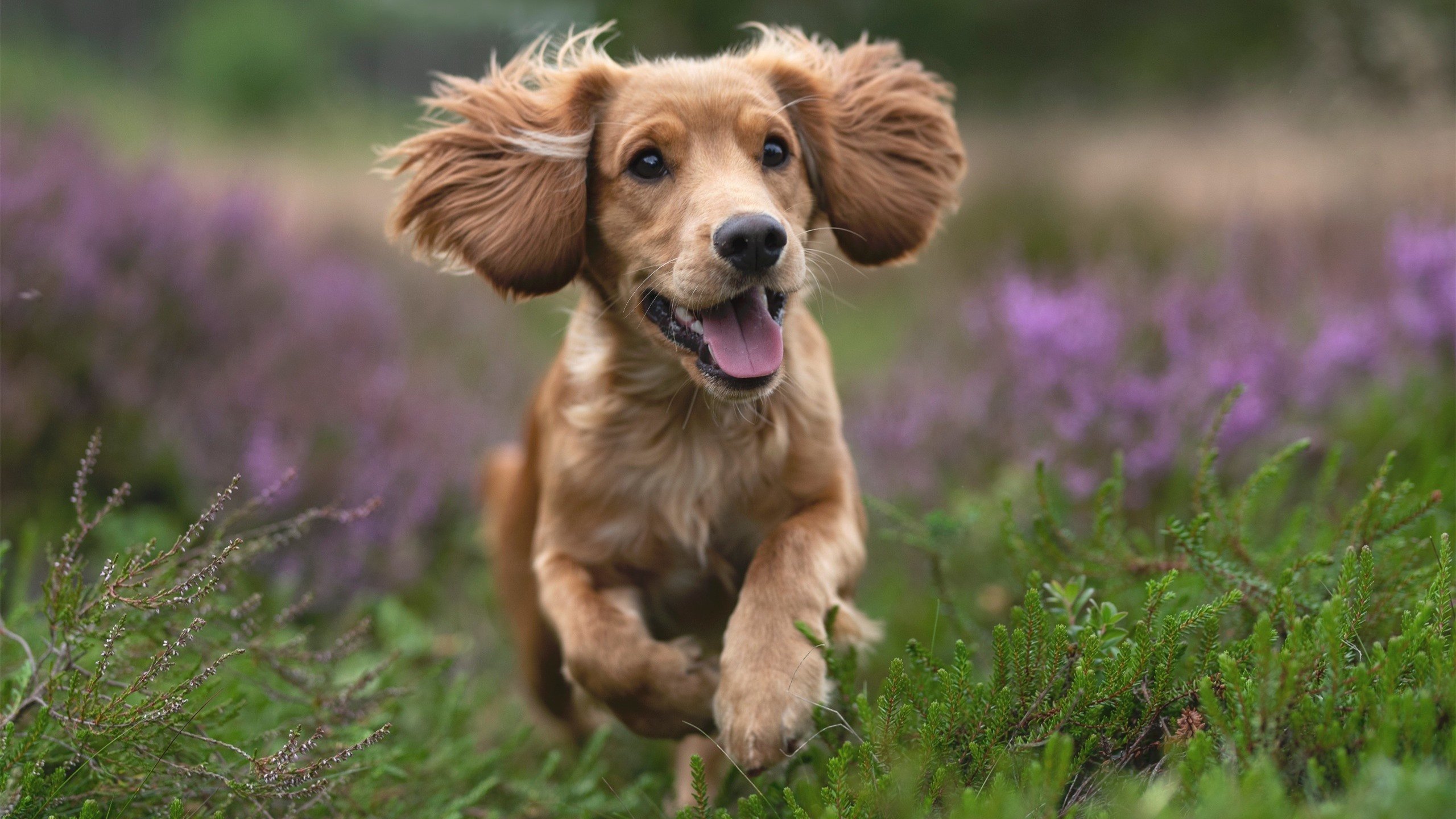 上海男篮新援表现抢眼成为黑马球队关键一环，上海男篮新人