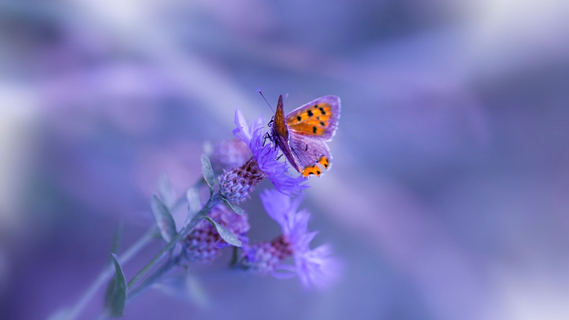 开云网页版登录入口-体育纪录片传播体育精神，体育纪录片传播体育精神的意义