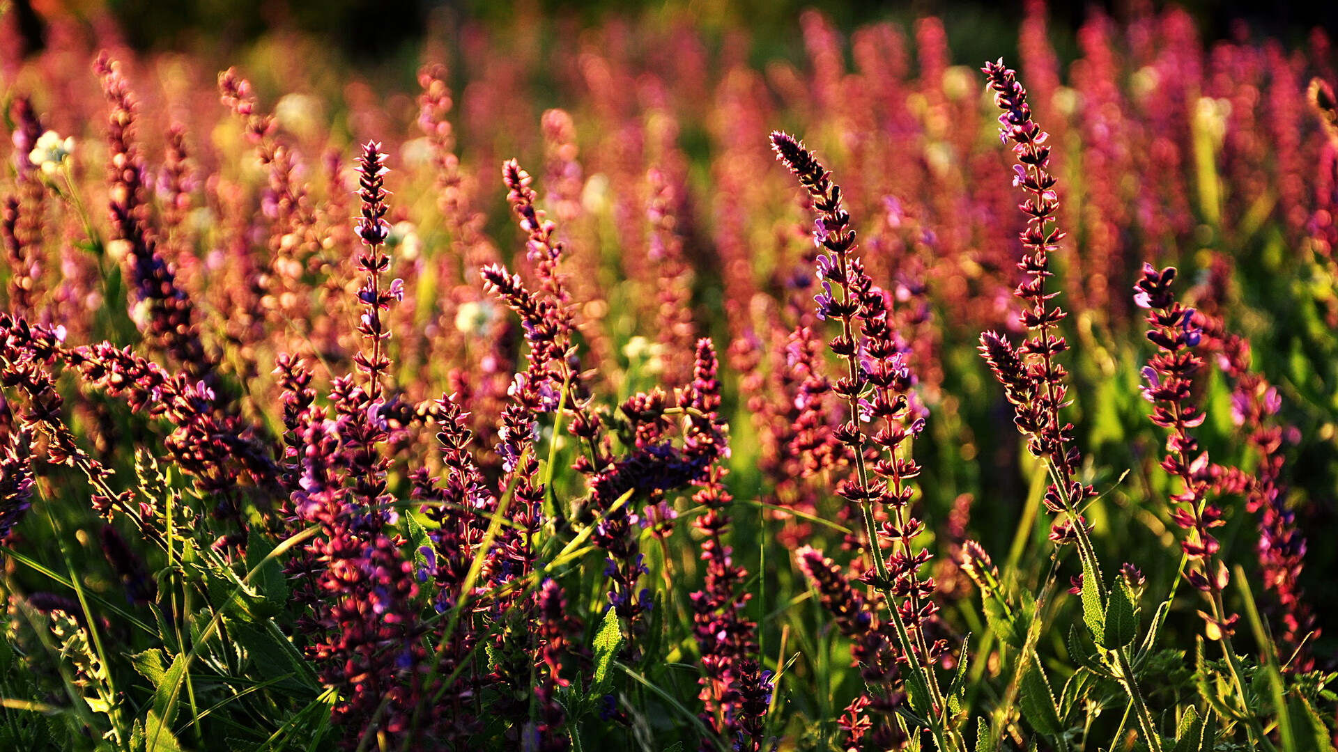 开云中国-仰泳新秀吉尔吉斯斯坦表现超预期，运动员甘油