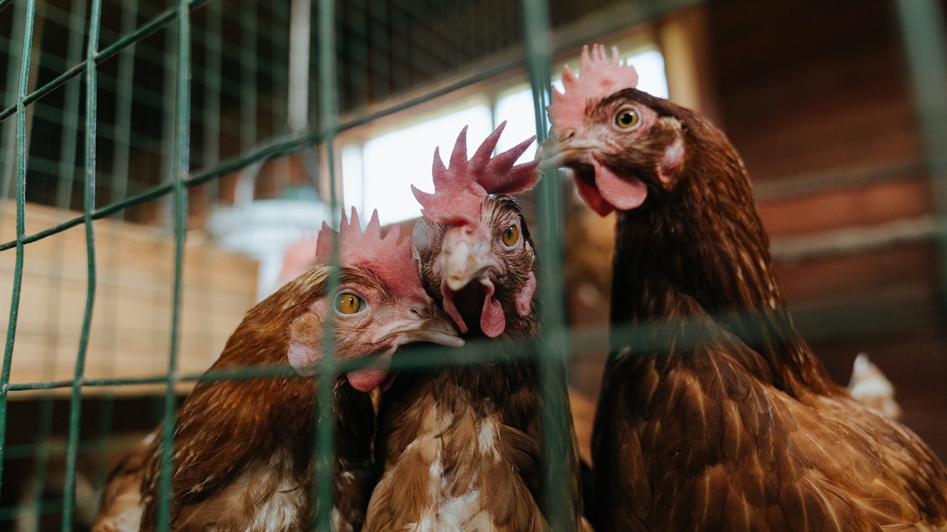 埃及男篮在非洲锦标赛中继续领跑,名副其实的非洲劲旅