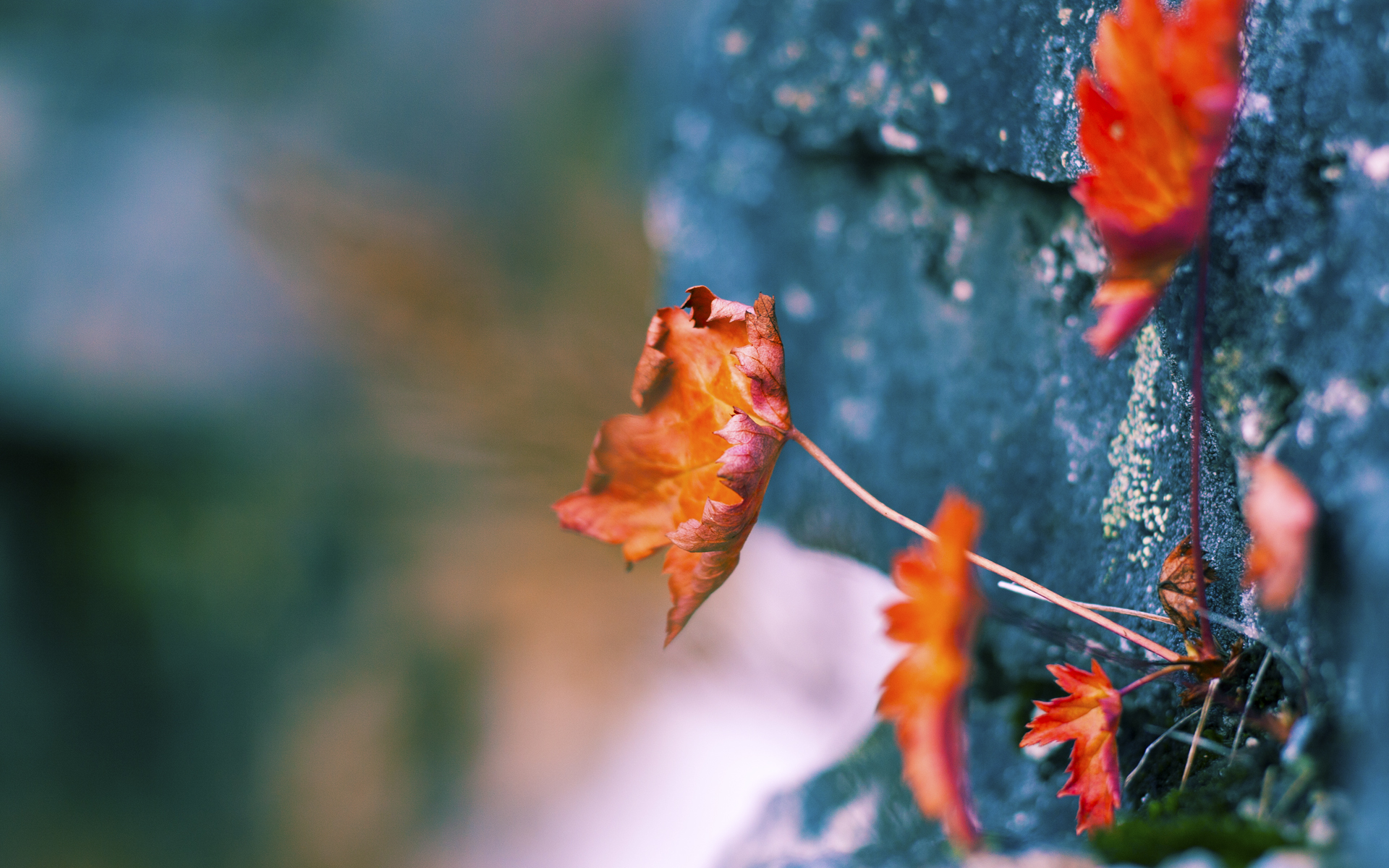 图穆亚的突破与传球让袋鼠队创造了更多进攻机会