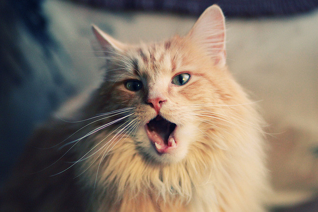 突尼斯人贾瓦迪挑战强手游出新高，突尼斯之夜 百度百科