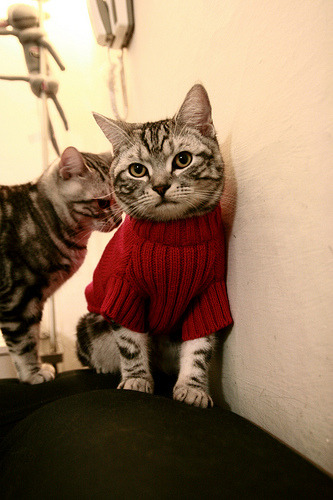 开云中国大陆-篮球青训体系改革初见成效，篮球青训内容