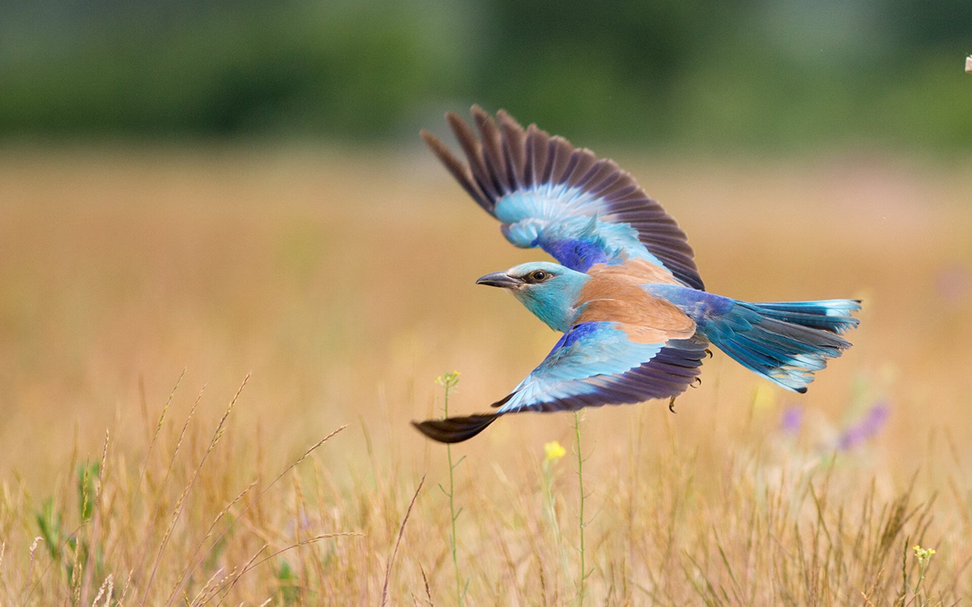 美洲杯明星拼搏:突破极限,精彩不断!,美洲杯著名球星